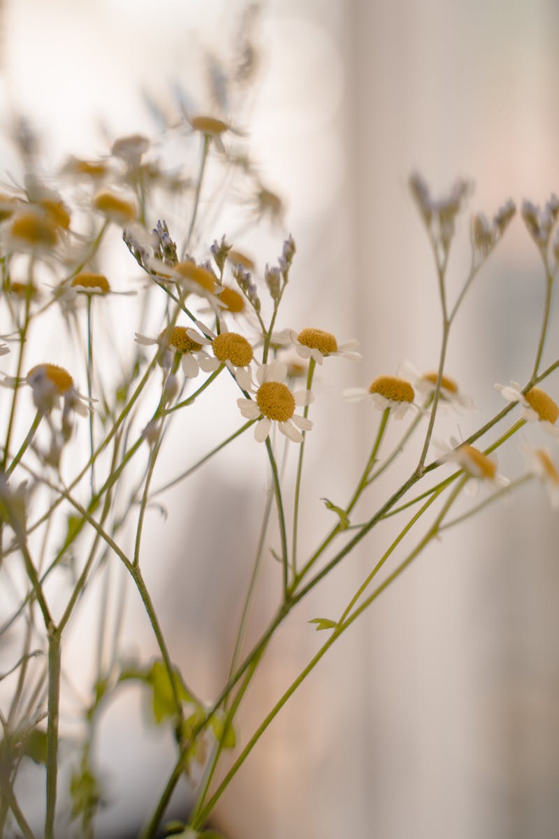 Close Up of Camomile Flowers ingrediente azulene